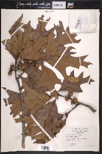 Quercus laevis image