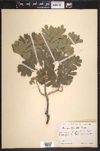 Quercus gambelii image