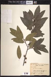 Quercus imbricaria image