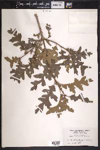 Quercus gambelii image