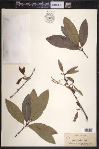 Quercus imbricaria image