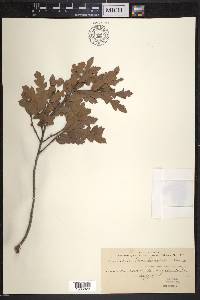 Quercus macdonaldii image