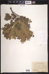 Quercus gambelii image