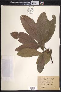 Quercus imbricaria image