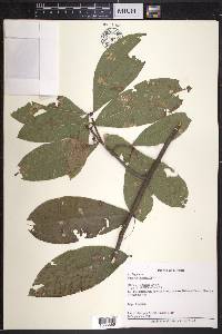 Quercus imbricaria image