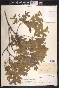 Quercus gambelii image