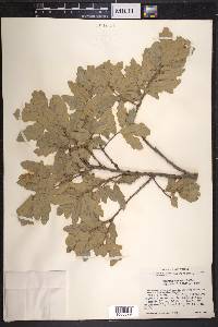 Quercus havardii image