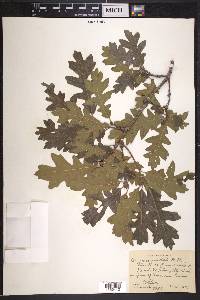 Quercus gambelii image