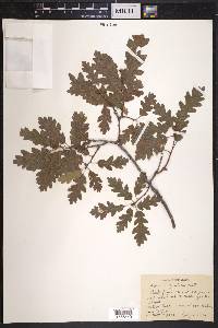 Quercus gambelii image