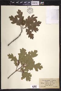 Quercus gambelii var. gambelii image