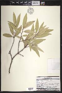 Quercus hypoleucoides image