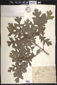 Quercus gambelii image