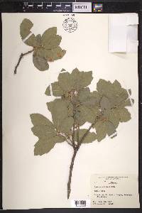 Quercus grisea image