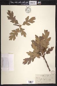 Quercus garryana image