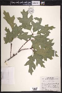 Quercus gravesii image