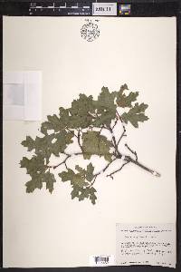 Quercus gravesii image