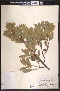 Quercus havardii image