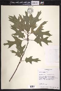 Quercus gravesii image