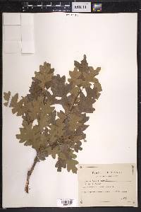 Quercus gambelii image