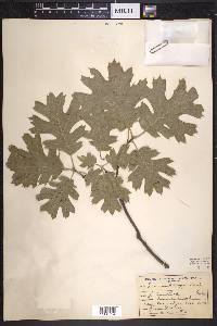 Quercus kelloggii image