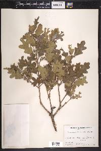 Quercus gambelii image