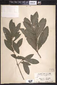 Quercus imbricaria image