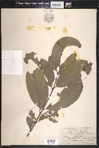 Quercus imbricaria image