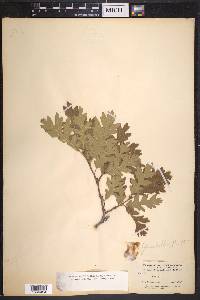 Quercus gambelii image