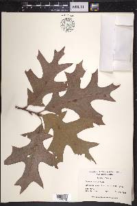 Quercus laevis image