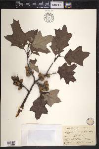 Quercus ilicifolia image