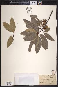 Quercus imbricaria image