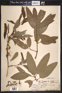 Quercus imbricaria image