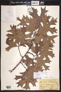 Quercus laevis image