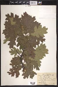 Quercus gambelii image