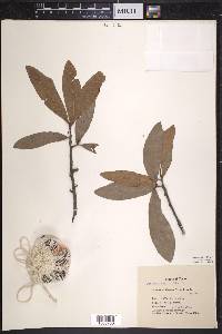 Quercus laurifolia image