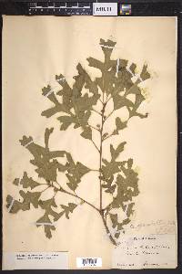 Quercus lobata image