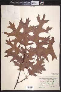 Quercus coccinea image