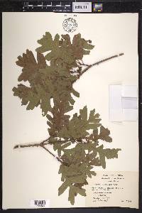 Quercus gambelii image