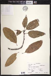 Quercus imbricaria image