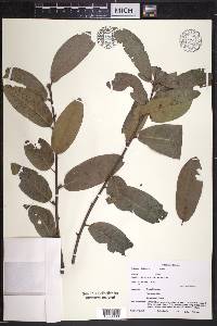 Quercus imbricaria image