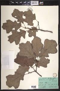 Quercus ilicifolia image