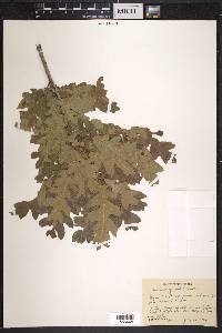 Quercus gambelii image