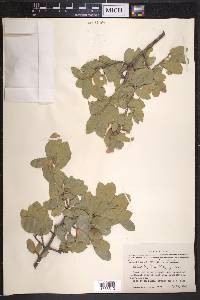 Quercus grisea image