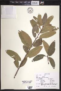 Quercus imbricaria image