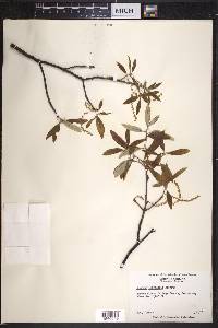 Quercus imbricaria image