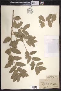 Quercus grisea image