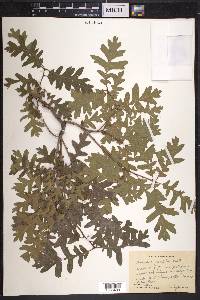 Quercus gambelii image