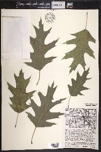 Quercus × hawkinsiae image