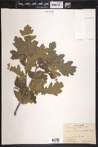 Quercus gambelii image