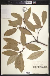 Quercus hypoleucoides image